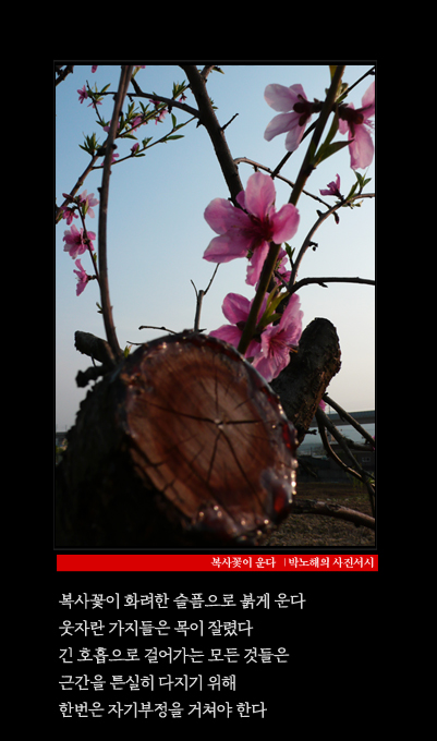 복사꽃이 운다